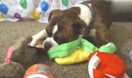 大狗狗视频在线观看,萌宠欢乐时光，在线观看尽享温馨瞬间