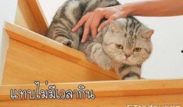 爆料泰国肥猫视频下载,萌态可掬引网友争相下载