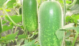 千万网红动感吃瓜图片,动感瞬间引爆千万网友眼球