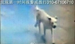 疯狗在线观看,揭秘网络暴力背后的疯狂世界