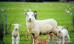 百万网红小羊吃瓜,揭秘娱乐圈幕后风云