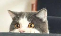 爆料泰国肥猫视频下载,萌态可掬引网友争相下载