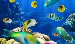 一线吃瓜海底见月免费,免费体验月夜奇观