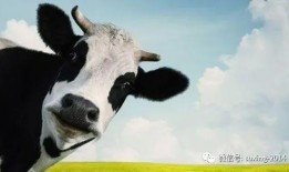 奶牛阴谋在线观看,揭秘农场背后的惊人真相