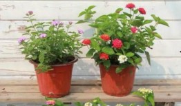 赤峰大鹅被爆料视频最新,真相与争议的交织