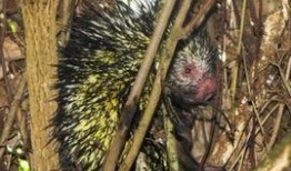 豪猪最新爆料3.0,揭秘娱乐圈惊天秘密