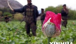 罂粟在线观看,一场禁忌的生死较量