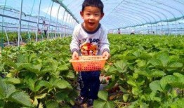 快乐肉类农场爆料视频,农场爆料视频背后的真实故事