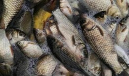 博主爆料鲈鱼是真的吗视频,鲈鱼真相大揭秘！视频曝光惊人内幕