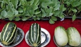 娱乐吃瓜壁纸图片大全,吃瓜壁纸大盘点