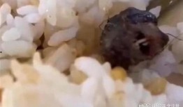 鼠头鸭脖爆料视频大全,真相大白背后的食品安全警示