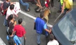 疯狗在线观看,揭秘网络暴力背后的疯狂世界