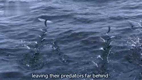 娱乐吃瓜酱飞鱼,揭秘吃瓜酱飞鱼的幕后故事